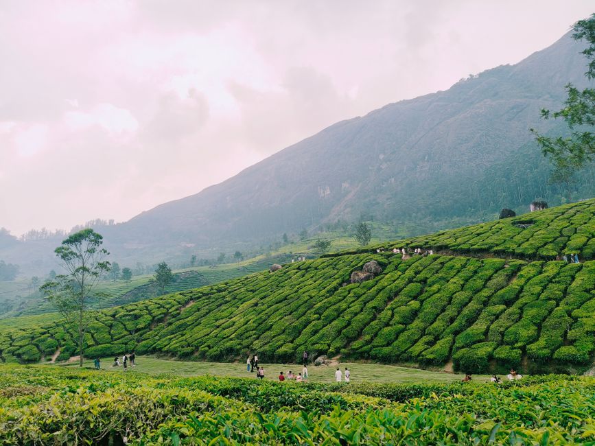 Munnar Hills neighbourhood in Kerala